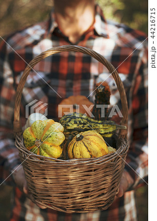 man with a basket full of pumpkins man with a basket full of pumpkins 44216715