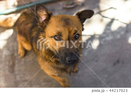 Red mongrel dog 44217023