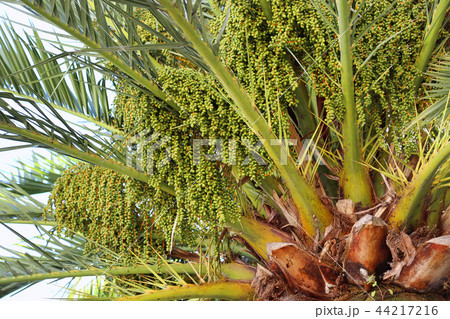 Palm tree with green fruits Palm tree with green fruits 44217216