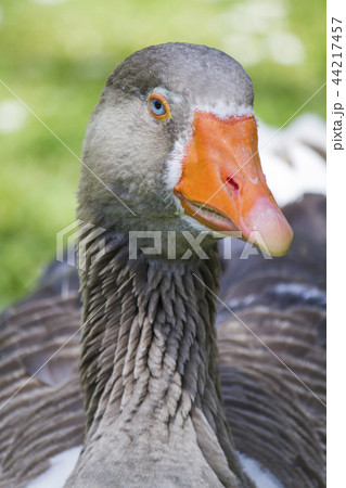 Greylag goose sitting on the grass 44217457