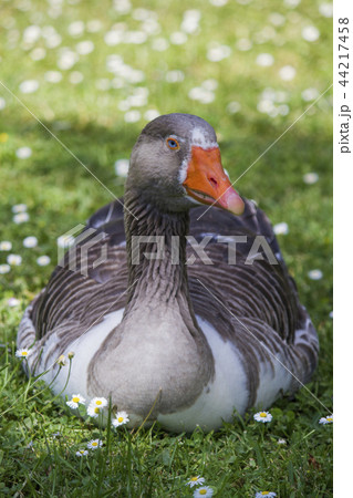Greylag goose sitting on the grass 44217458