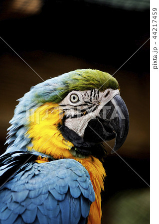 Macaw's head Macaw's head 44217459
