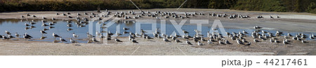 bunch of seagulls rests on the marshlands bunch of seagulls rests on the marshlands 44217461