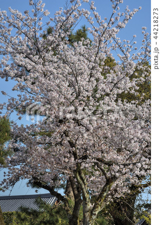 建仁寺の桜 建仁寺の桜 44218273