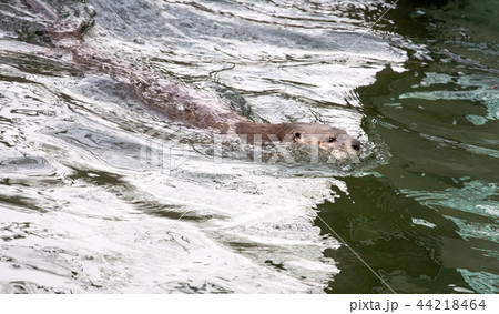 swimming otter swimming otter 44218464