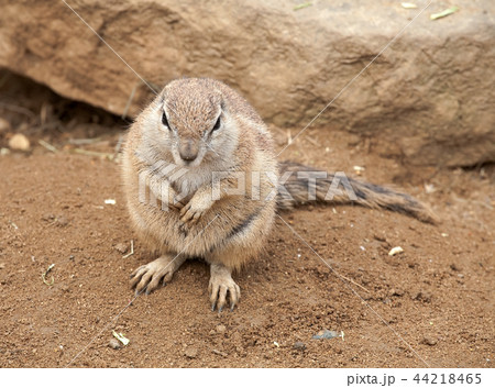 fat gopher 44218465