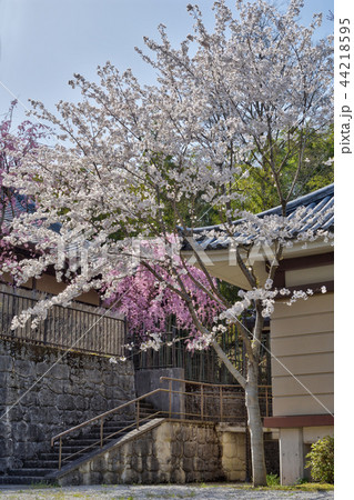 河原の桜 44218595