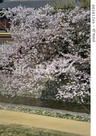 河原の桜 河原の桜 44218599