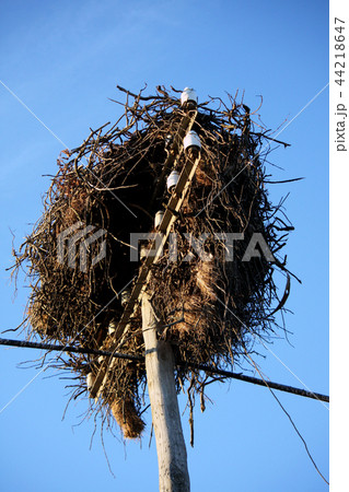 White stork nest 44218647