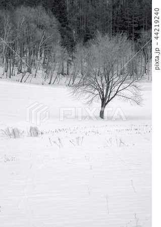雪原 44219240