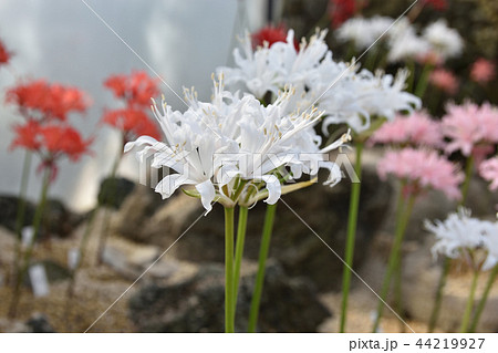 白いダイヤモンドリリー 白いダイヤモンドリリー 44219927