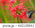 彼岸花と蝶 44219941