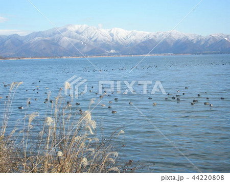 冬晴れの猪苗代湖に浮かぶ水鳥と雪を抱く山々 44220808