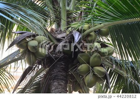 coconut on tree coconut on tree 44220812