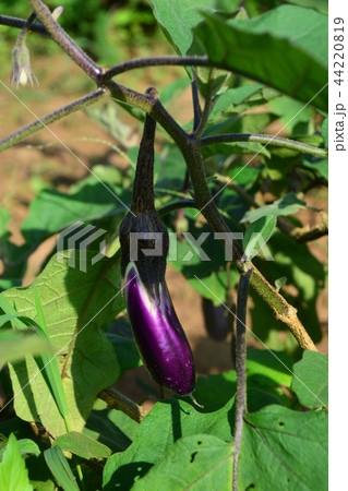 Eggplant ( pear shoped ) on plantation 44220819