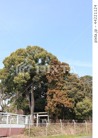 さいたま市北区登呂町の神明社の杜 さいたま市北区登呂町の神明社の杜 44221124