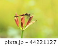 赤とんぼと彼岸花 44221127