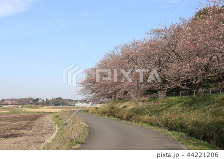 さいたま市見沼用水沿いの桜並木 44221206