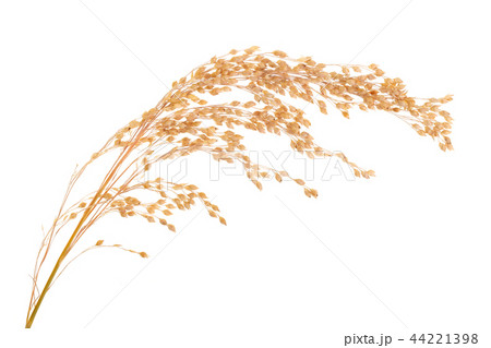 ear of millet isolated on white background ear of millet isolated on white background 44221398