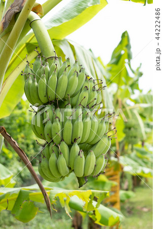 Banana in the garden. 44222486