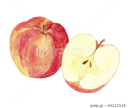 りんご ジョナゴールド 断面のイラスト素材
