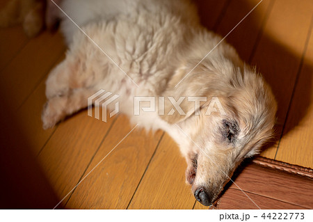 老犬ダックス 老犬ダックス 44222773