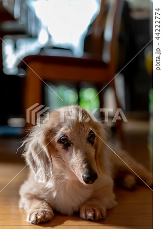 老犬ダックス 44222774