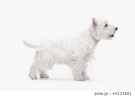 west highland terrier