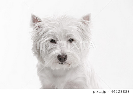 west highland terrier in front of white background 44223883