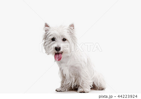 west highland terrier in front of white background 44223924
