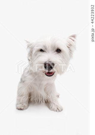 west highland terrier in front of white background west highland terrier in front of white background 44223932