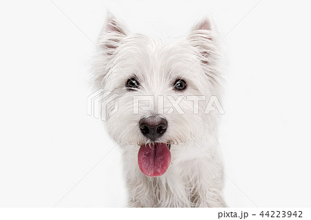 west highland terrier in front of white background 44223942