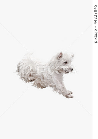 west highland terrier in front of white background west highland terrier in front of white background 44223945