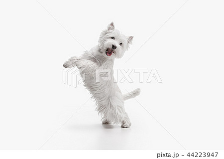 west highland terrier in front of white background west highland terrier in front of white background 44223947