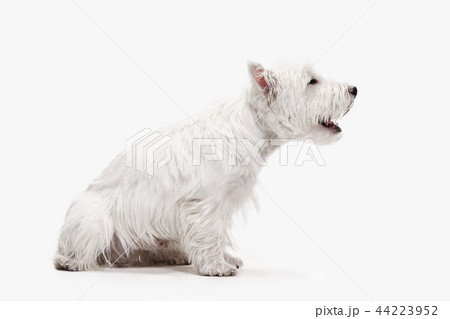 west highland terrier in front of white background 44223952