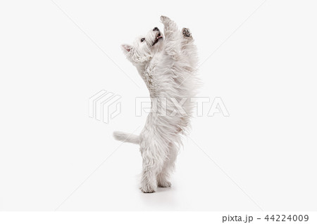 west highland terrier in front of white background west highland terrier in front of white background 44224009