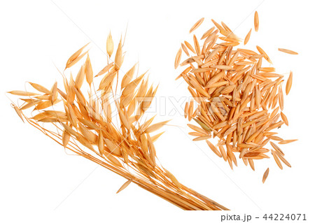 oat spike with grains isolated on white background oat spike with grains isolated on white background 44224071