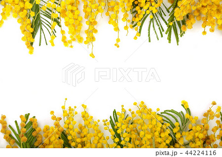 mimosa isolated on white background with copy space for your text. Top view mimosa isolated on white background with copy space for your text. Top view 44224116