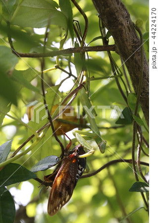 アブラゼミを捕食するカマキリ 44224170