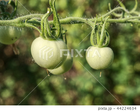 Fresh green tomatoes. Green tomatoes growing 44224634