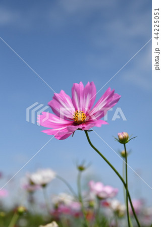コスモス コスモス 44225051