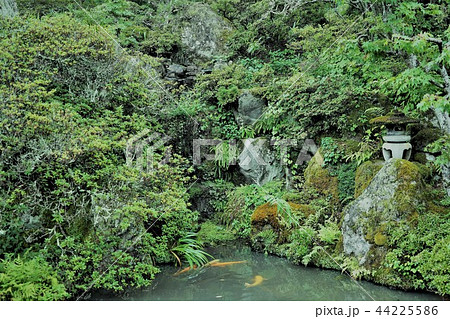 睡蓮(蓮池 )前山寺 睡蓮(蓮池 )前山寺 44225586