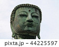 高徳院鎌倉大仏の顔 44225597
