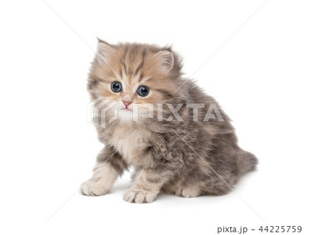 Shaggy, grey, little British kitten 44225759