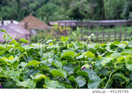 Green vegetable roof in garden Green vegetable roof in garden 44226746