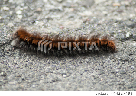 closeup of brown chenille walking on the road 44227493