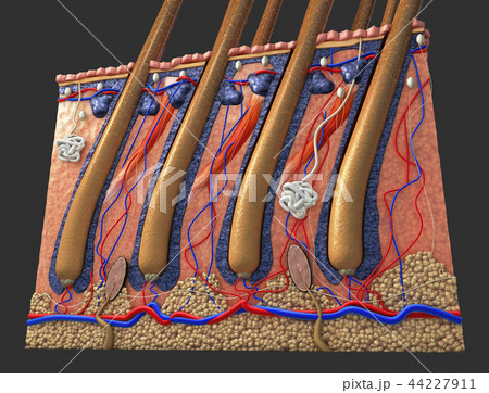 Cross section of the human skin with hair follicle 44227911