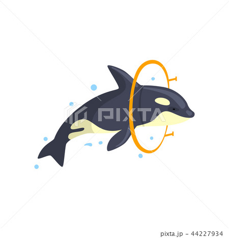 Orca jumping through a ring, sea animal performing in public in dolphinarium vector Illustration on 44227934