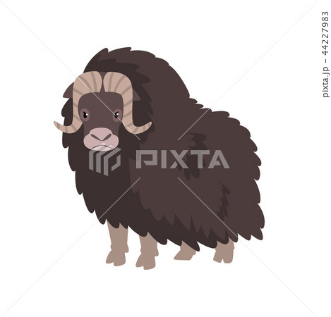 Bison, arctic polar animal vector Illustration on a white background Bison, arctic polar animal vector Illustration on a white background 44227983