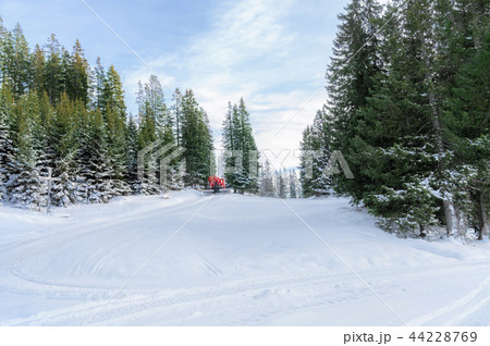 Snowy meadow through fir forest Snowy meadow through fir forest 44228769